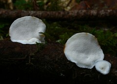 Tyromyces chioneus