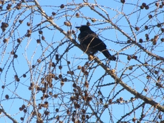 Corvus cornix × corone