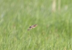 Acrocephalus bistrigiceps