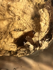 Parcoblatta virginica