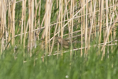 Acrocephalus bistrigiceps