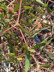 Euphorbia nutans