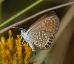 Brephidium pseudofea