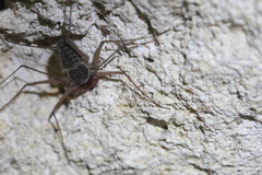 Phrynidae