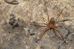 Loxosceles yucatana
