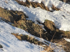 Corvus corone corone