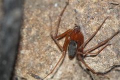 Loxosceles yucatana