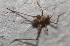 Phalangopsidae