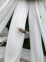Thaumatomyia glabra