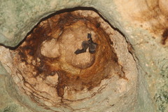 Artibeus jamaicensis