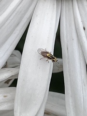Thaumatomyia glabra
