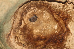 Artibeus jamaicensis