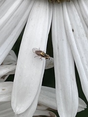 Thaumatomyia glabra