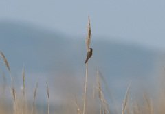 Acrocephalus bistrigiceps