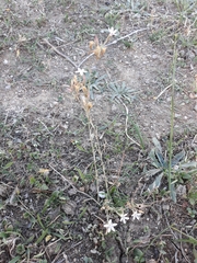 Dianthus illyricus image