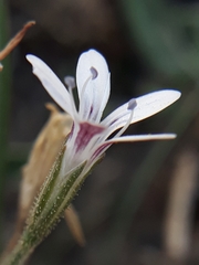 Dianthus illyricus image