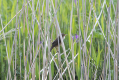 Acrocephalus bistrigiceps