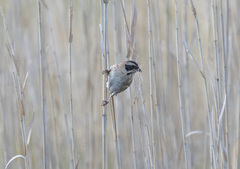 Emberiza yessoensis