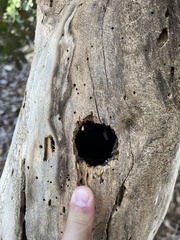 Melanerpes formicivorus