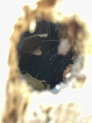 Melanerpes formicivorus