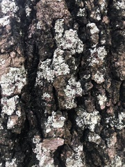 Phaeophyscia rubropulchra