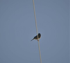 Passerculus sandwichensis