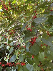 Ilex montana