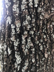 Phaeophyscia rubropulchra