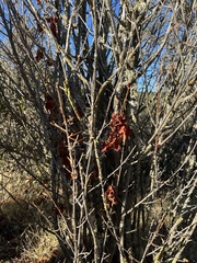 Toxicodendron diversilobum