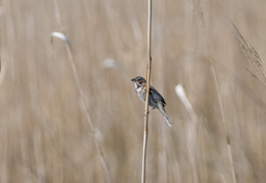 Emberiza fucata