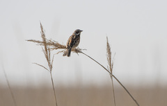 Emberiza fucata