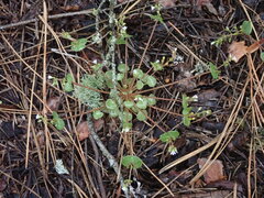 Claytonia rubra rubra