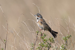 Emberiza fucata