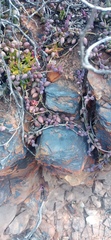 Curio radicans