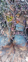 Curio radicans