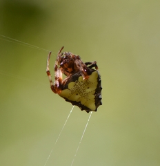 Verrucosa arenata