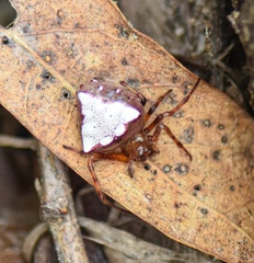 Verrucosa arenata