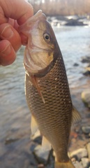 Semotilus corporalis