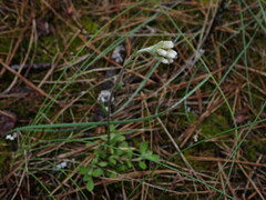 Antennaria howellii