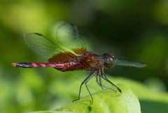 Erythrodiplax fervida