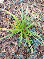 Carex blanda