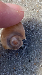 Neverita duplicata