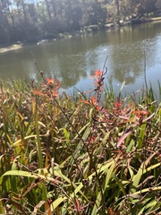 Ludwigia alternifolia