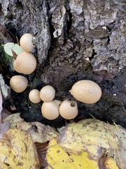 Apioperdon