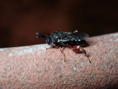 Brachymeria podagrica