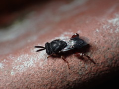 Brachymeria podagrica