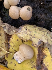 Apioperdon