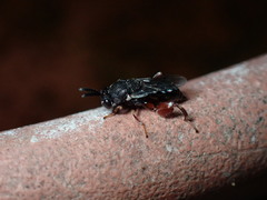 Brachymeria podagrica