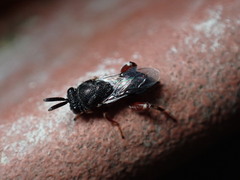 Brachymeria podagrica