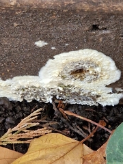 Coniophora puteana